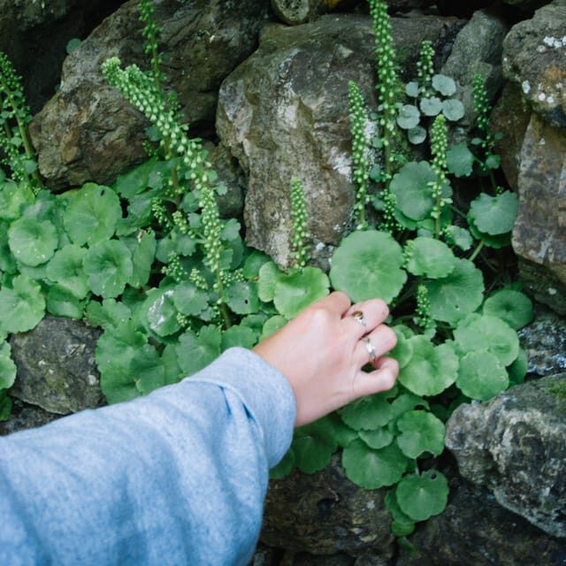 Beginner Foraging Walk: Wild food walking tour & tasters - Key highlights