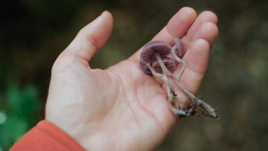 Beginner Foraging Walk: Wild food walking tour & tasters - Should you book it or keep shopping?