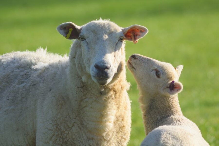 From London: Full-Day Cotswolds Small-Group Tour - Why the Cotswolds Feel Like Britain on Film
