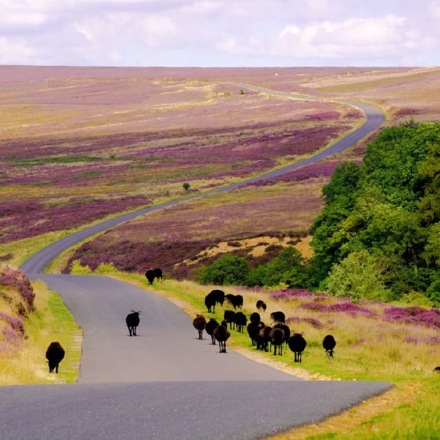 From London: The North York Moors with Steam Train to Whitby - Wass Bank to Helmsley: Views, Villages, and a Real Break