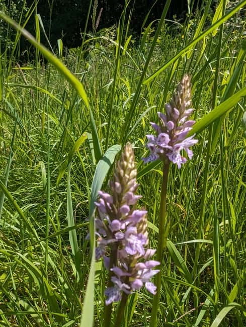 Guided Nature Tour: Pilgrims Way & Bigbury Fort - Stop 4: No Man’s Orchard nature reserve for wildlife viewing