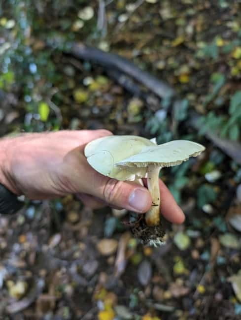 Guided Nature Tour: Pilgrims Way & Bigbury Fort - Price and value: what $20.20 really buys you