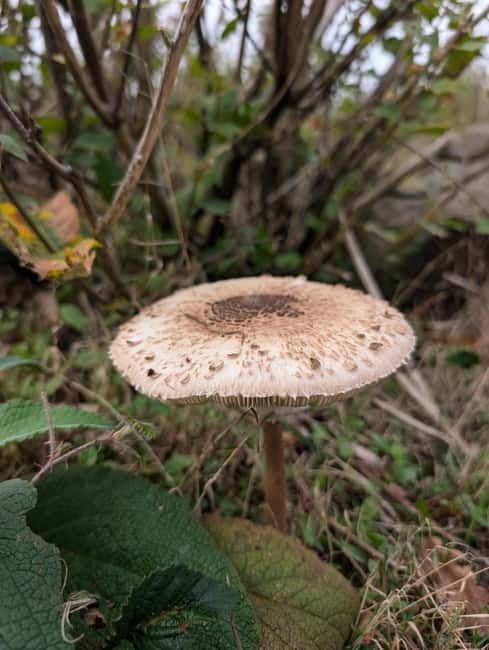Guided Nature Tour: Pilgrims Way & Bigbury Fort - Meet Greg: a guide who links nature skills to everyday attention