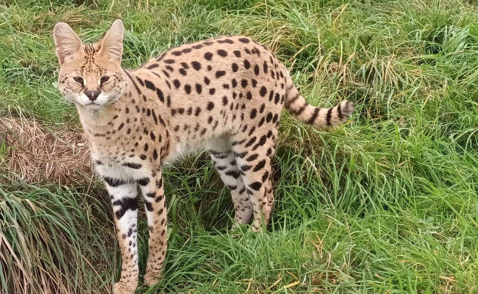 Lincolnshire: ARK Wildlife and Dinosaur Park Entry Ticket - Key highlights to know before you go