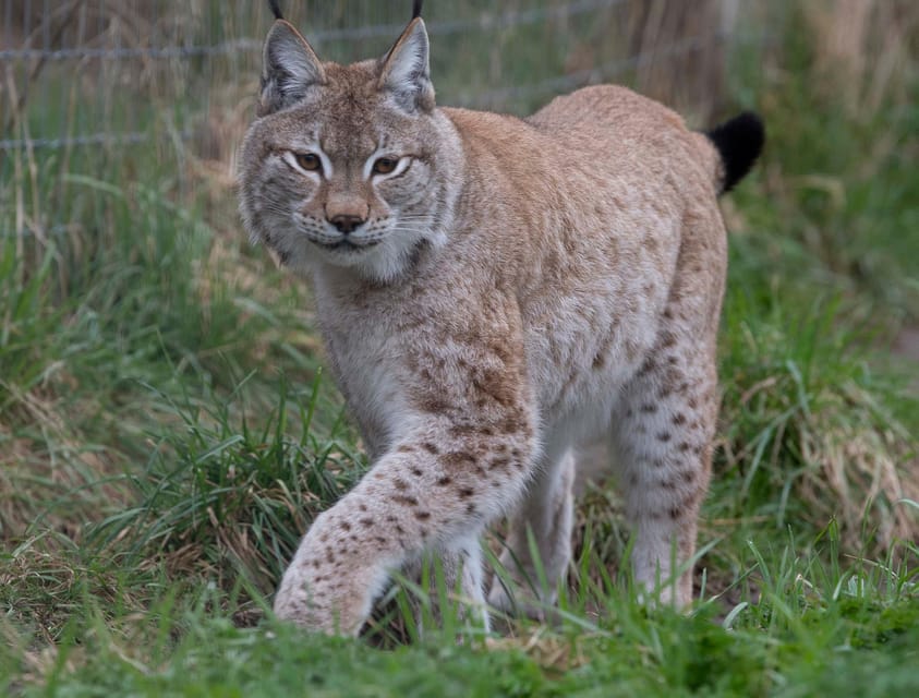Lincolnshire: ARK Wildlife and Dinosaur Park Entry Ticket - Planning your day: indoor play + outdoor animals + dinosaur time