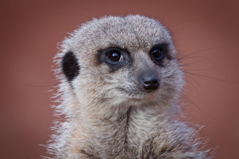 Lincolnshire: ARK Wildlife and Dinosaur Park Entry Ticket - Lemur Lake and Macaque Manor: primates with clear viewing priorities