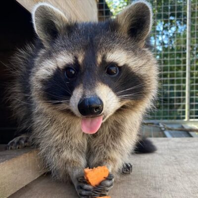 Lincolnshire: ARK Wildlife and Dinosaur Park Entry Ticket - Tropical House and Trash Panda Towers: the indoor stops kids actually enjoy