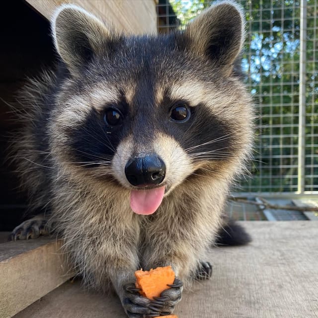 Lincolnshire: ARK Wildlife and Dinosaur Park Entry Ticket - Tropical House and Trash Panda Towers: the indoor stops kids actually enjoy