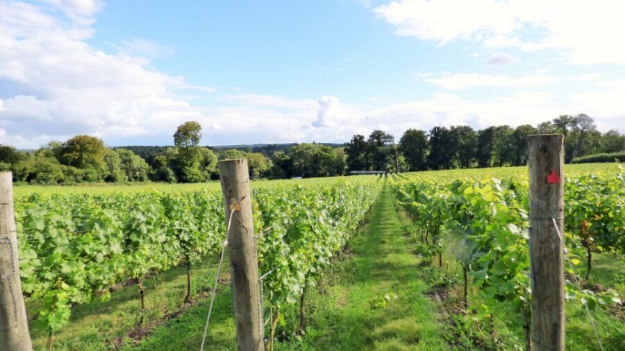 London: Full-Day English Wine Tour with Lunch - Checking in near London Bridge for a smooth start
