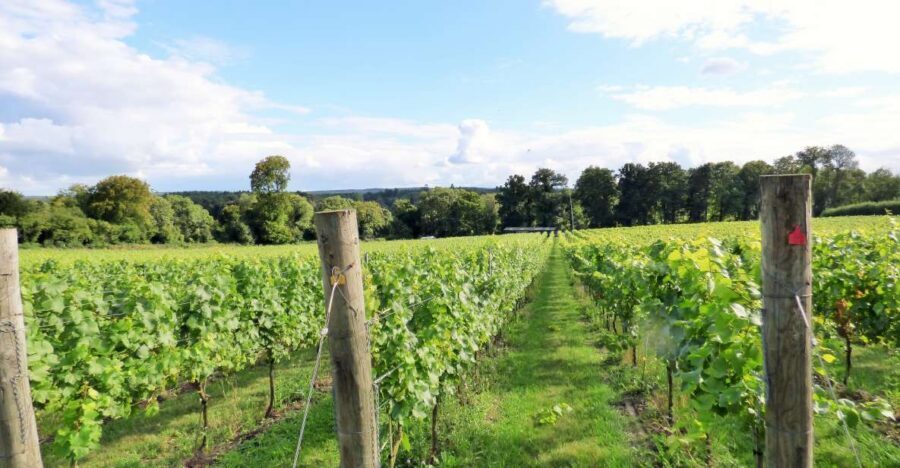 London: Full-Day English Wine Tour with Lunch - Stop One: first vineyard tasting with sparkling fizz