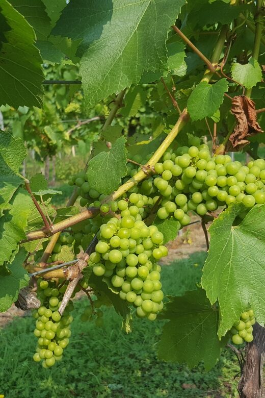 London: Full-Day English Wine Tour with Lunch - Rolling out of London: villages, countryside views, and the wine story
