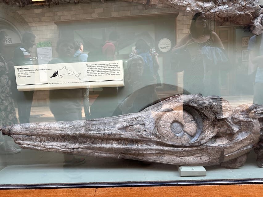 London: Natural History Museum Private Guided Tour - The Museum’s Star Animals: Hope the Blue Whale and the Fastest Fish