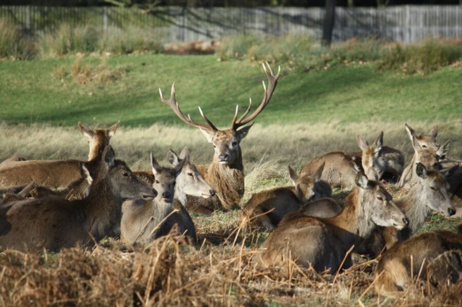 London: Royal Deer Park Bike Tour - Half-day cycling back to Richmond vs full-day to Twickenham