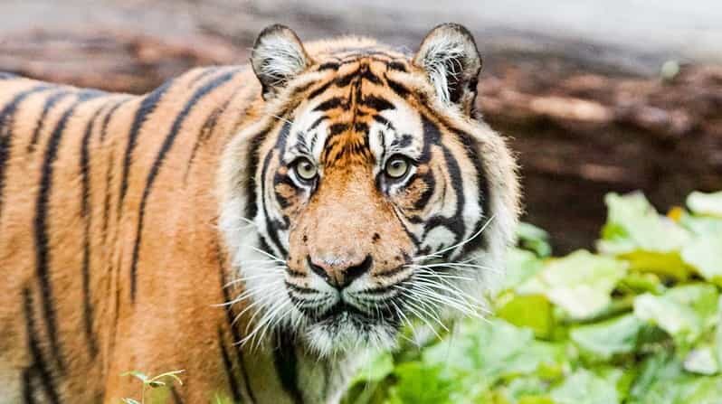 London Zoo: Entry Ticket - Planning Your One-Day London Zoo Mission