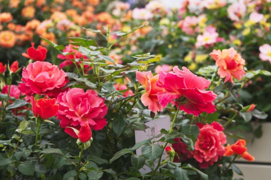 Secret Gardens of London Private Tour - Who this tour suits best (and who should skip it)