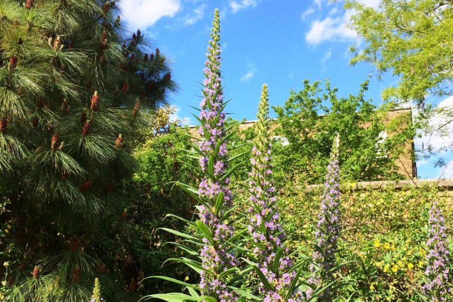 Secret Gardens of London Private Tour - Price and value for a private garden day